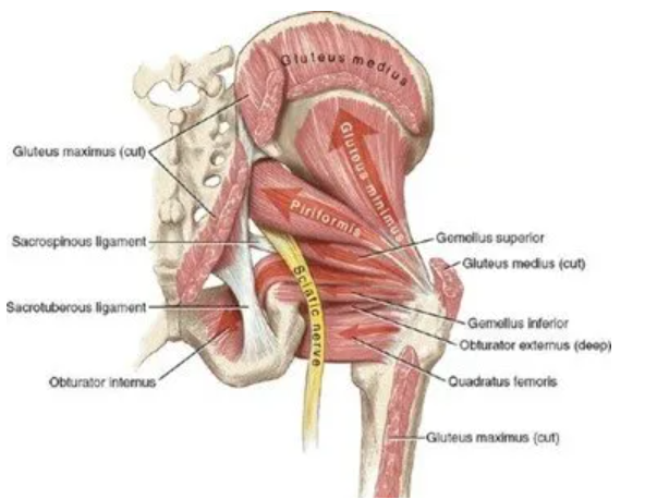 1)	Pain in the Butt: Where That Ache Might Actually Be Coming From