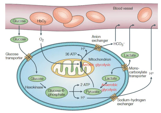 Lactate as Post-Exercise Fuel. Rethinking the Cooldown